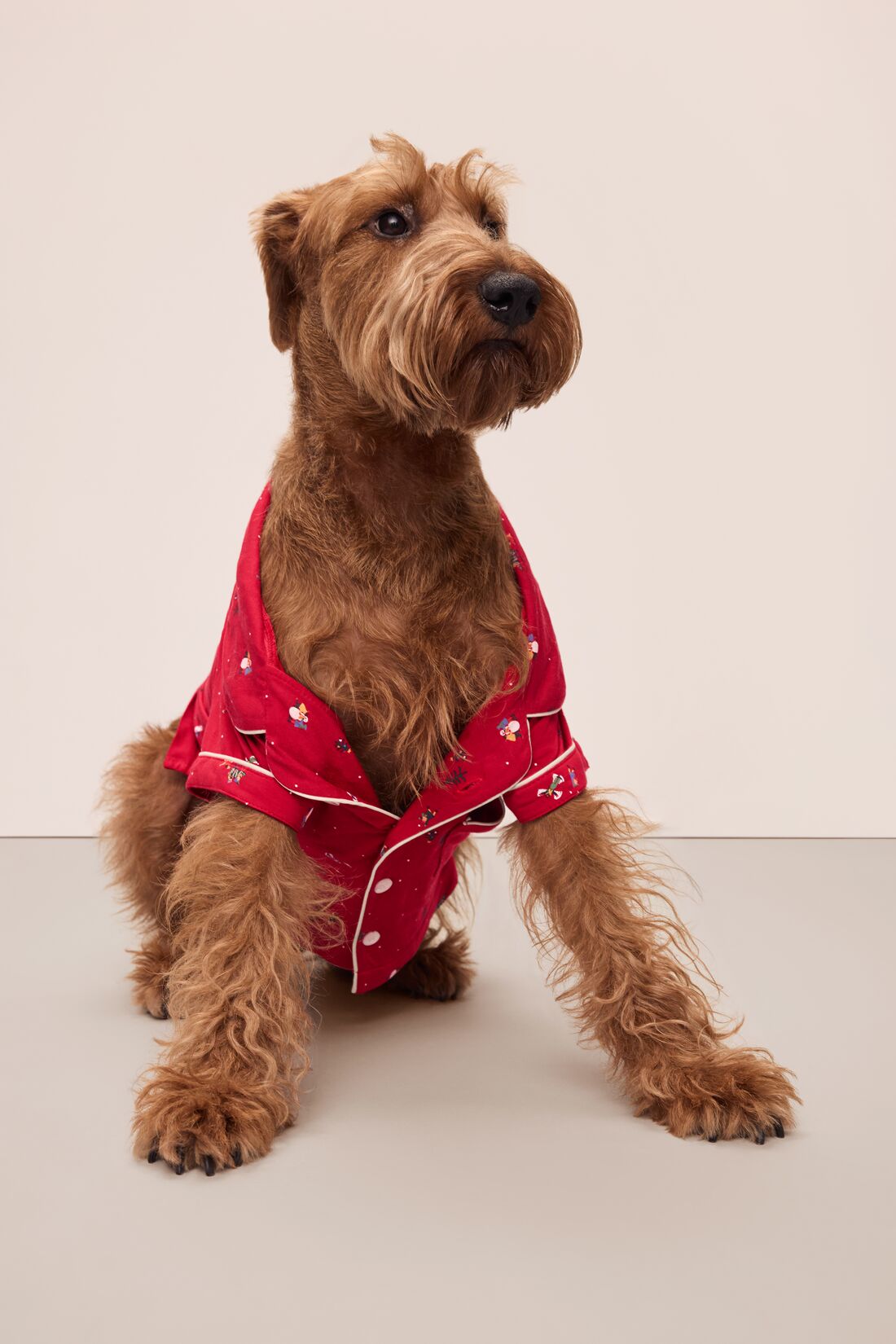 Sitting dog wearing a red festive printed pajama