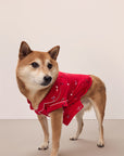 Dog wearing a red festive printed pajama