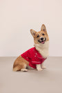 Sitting dog wearing a red festive printed pajama