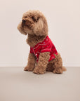 Sitting dog wearing a red festive printed pajama