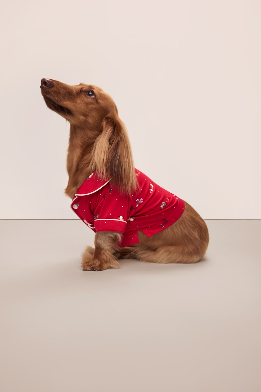 Sitting dog wearing a red festive printed pajama