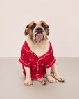 Sitting dog wearing a red festive printed pajama