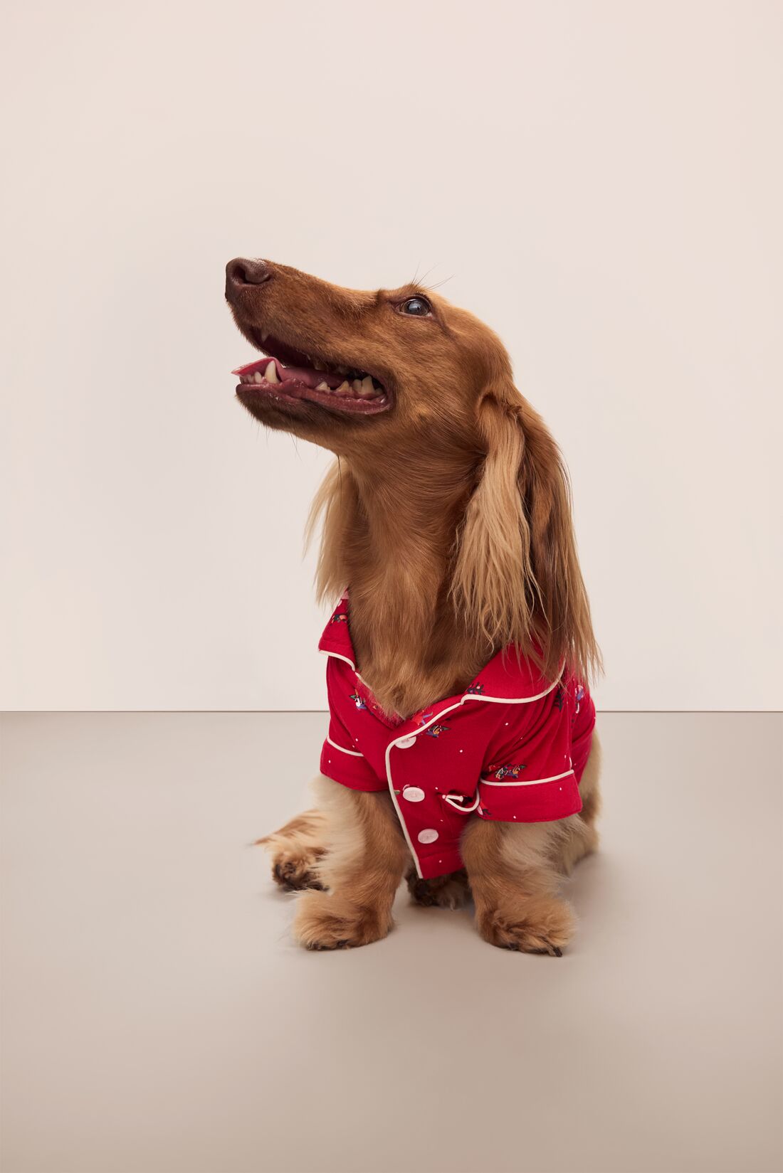 Sitting dog wearing a red festive printed pajama