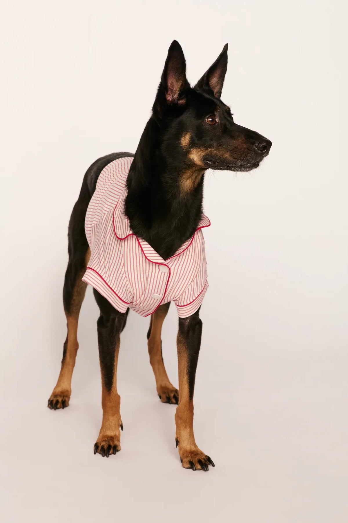 Model is wearing Gisele Printed TENCEL™ Modal Pet PJ in Duo Stripe Hollyred/Hollyred