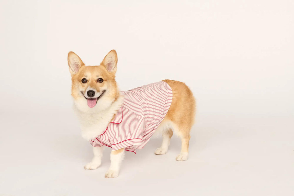 Model is wearing Gisele Printed TENCEL™ Modal Pet PJ in Duo Stripe Hollyred/Hollyred