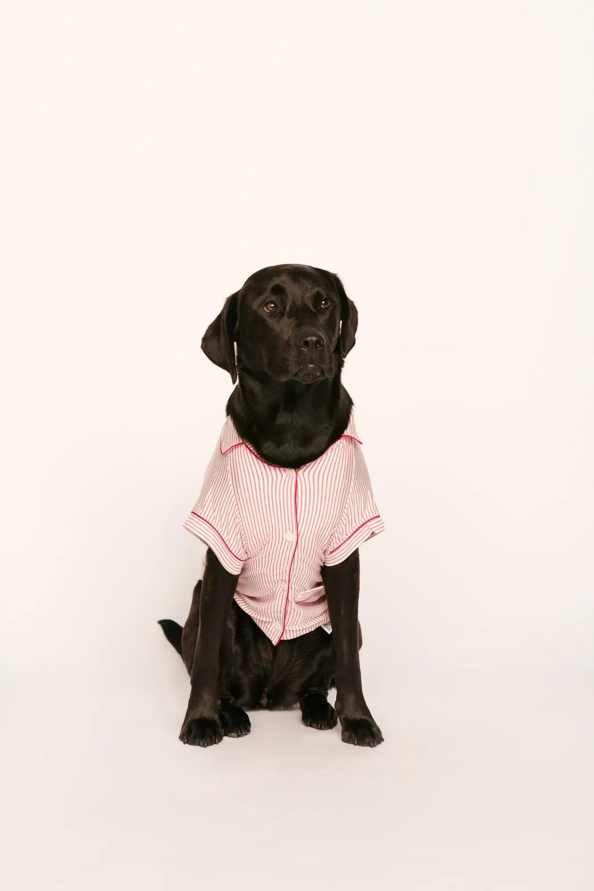 Model is wearing Gisele Printed TENCEL™ Modal Pet PJ in Duo Stripe Hollyred/Hollyred