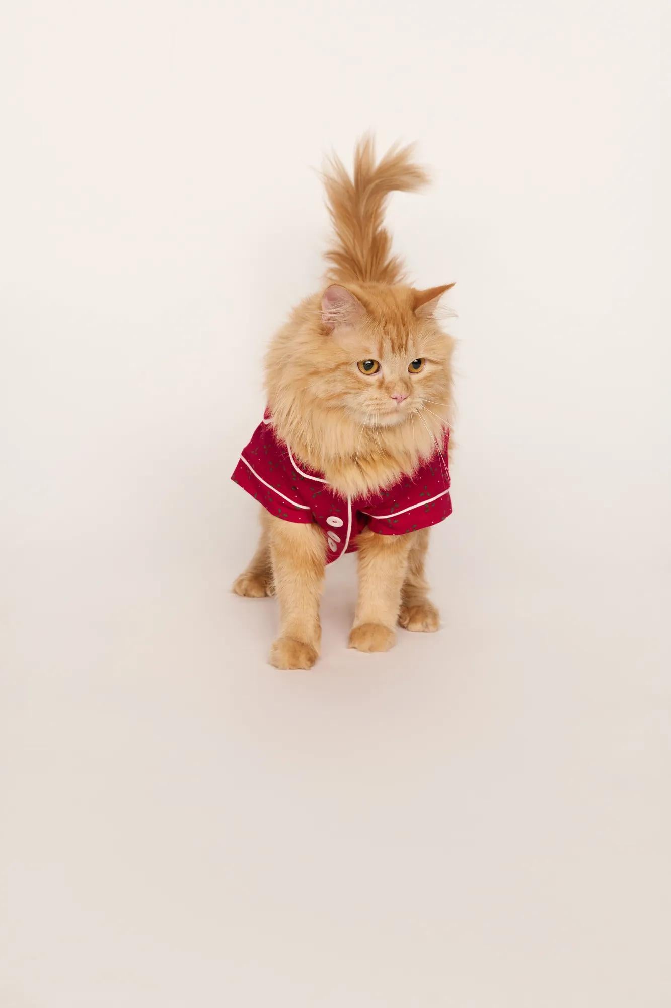 Model is wearing Gisele Printed TENCEL™ Modal Pet PJ in Hollyberry Holly Red/Ivory
