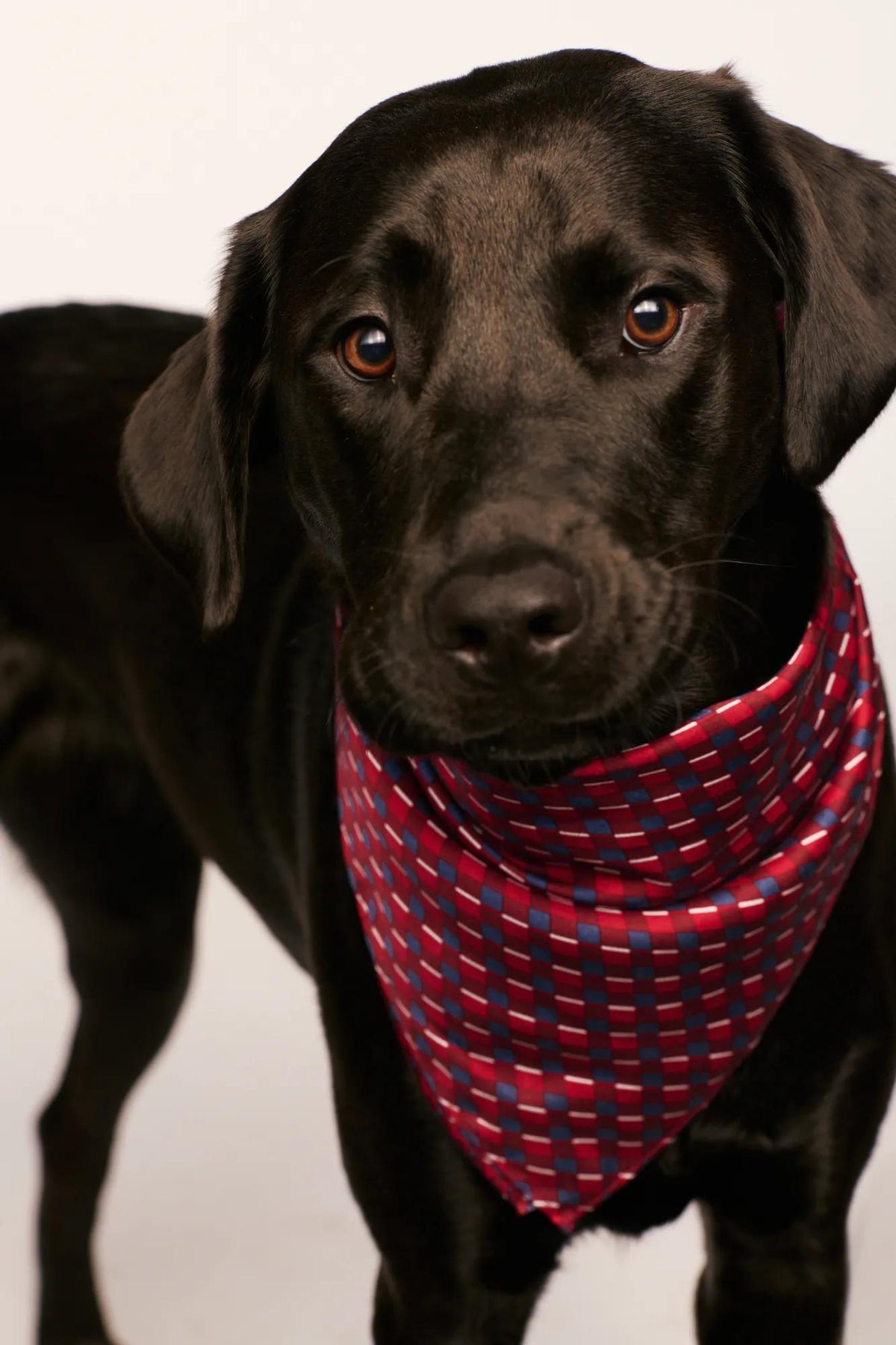 Model is wearing Inez Washable Silk Printed Scarf in Harlequin Holly Red