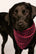 Model is wearing Inez Washable Silk Printed Scarf in Harlequin Holly Red