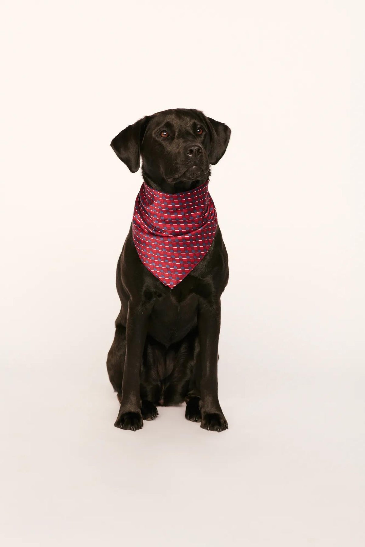 Model is wearing Inez Washable Silk Printed Scarf in Harlequin Holly Red
