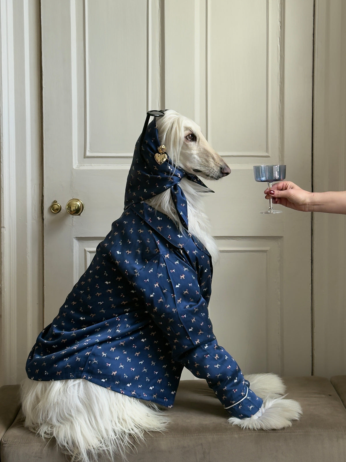 afghan houndi wearing Washable Silk Scarf in Santa Paws Navy